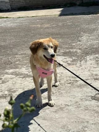 Fainia (Φαίνια), female young Mixed Breed for adoption at Dogs Voice, Athens