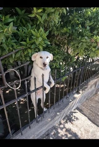 Bianca, female 3yo Mixed Breed for adoption at Dogs Voice, Athens