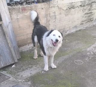 Άris (Άρης), male 3yo Mixed Breed for adoption at Dogs Voice, Athens