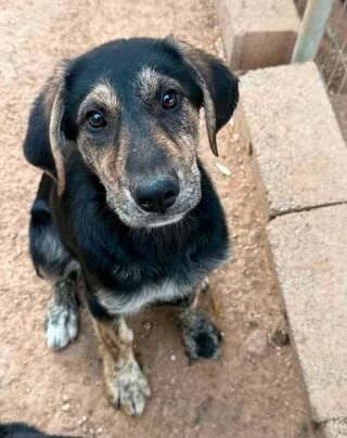 Zoe, female puppy Mixed Breed for adoption at Dogs Voice, Athens