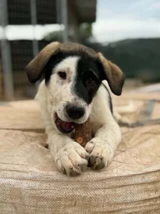 Snoopy, male puppy Mixed Breed for adoption at Dogs Voice, Athens