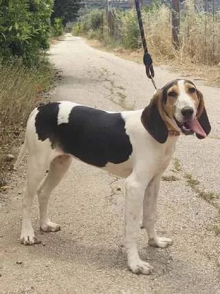 Daisy, female puppy Mixed Breed for adoption at Dogs Voice, Athens