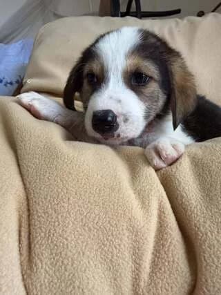 Perseas, male puppy Mixed Breed for adoption at Dogs Voice, Athens