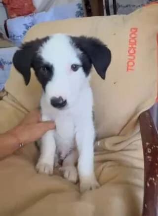 Loki, male puppy Mixed Breed for adoption at Dogs Voice, Athens