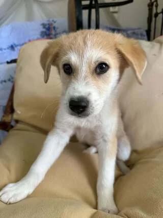 Thor, male puppy Mixed Breed for adoption at Dogs Voice, Athens
