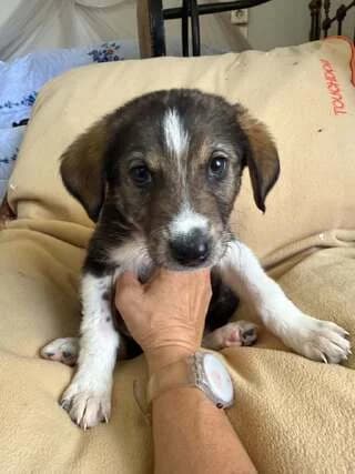 Hector, male puppy Mixed Breed for adoption at Dogs Voice, Athens