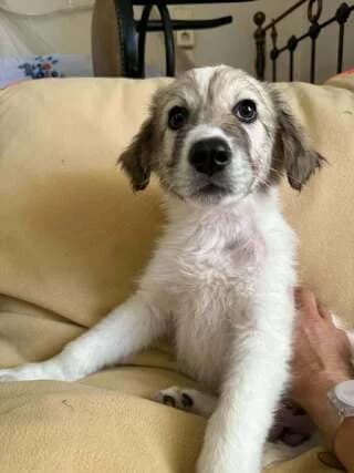 Argos, male puppy Mixed Breed for adoption at Dogs Voice, Athens