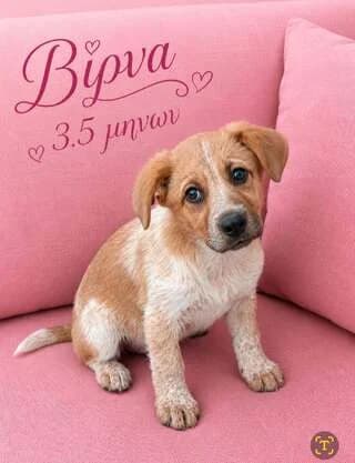 VIRNA 4 MINON (ΒΙΡΝΑ 4 ΜΗΝΩΝ), female puppy Mixed Breed for adoption at Dogs Voice, Athens