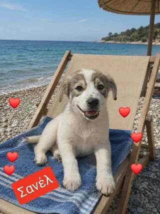 Sanel, 2,5minon (Σανέλ, 2,5μηνών), female puppy Mixed Breed for adoption at Dogs Voice, Athens