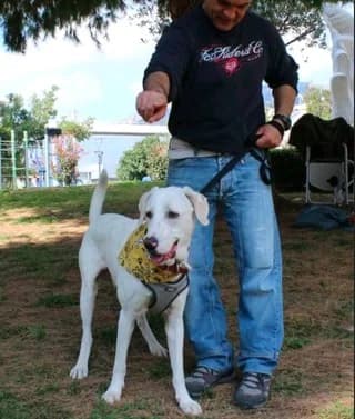 Όliver (Όλιβερ), male young Mixed Breed for adoption at Dogs Voice, Athens