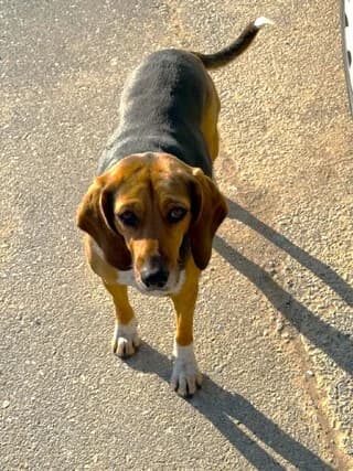 PATY (ΠΑΤΥ), female 3yo Mixed Breed for adoption at Dogs Voice, Athens