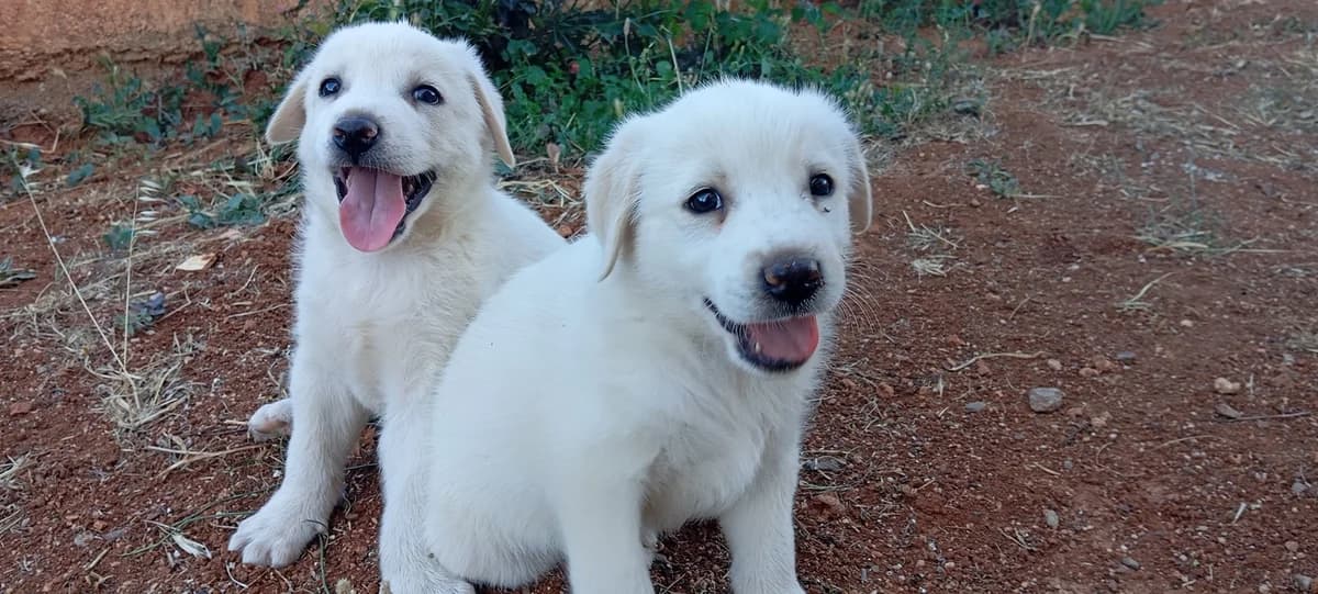 Martina (Μαρτίνα), female puppy Mixed Breed for adoption at Dogs Voice, Athens