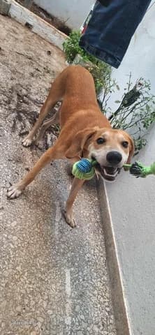 Snoopy, male 3yo Mixed Breed for adoption at Dogs Voice, Athens