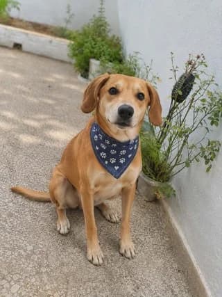 Snoopy, male 3yo Mixed Breed for adoption at Dogs Voice, Athens