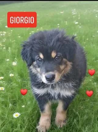 Giorgio,2,5min (Giorgio,2,5μην), male puppy Mixed Breed for adoption at Dogs Voice, Athens