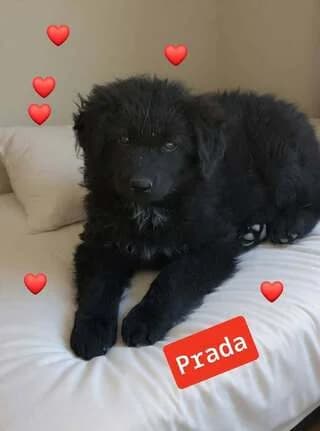 PRADA,2,5 minon (PRADA,2,5 μηνών), female puppy Mixed Breed for adoption at Dogs Voice, Athens
