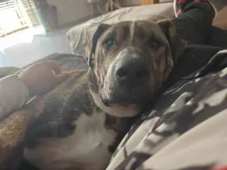 Lucas, male 3yo Mixed Breed for adoption at Dogs Voice, Athens