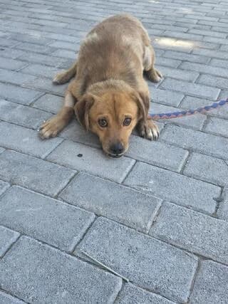 KOLOVOS 10 KILA (ΚΟΛΟΒΟΣ 10 ΚΙΛΑ), male 7yo Mixed Breed for adoption at Dogs Voice, Athens