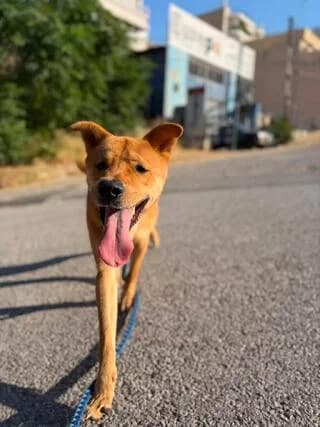 Άkis (Άκης), male young Mixed Breed for adoption at Dogs Voice, Athens