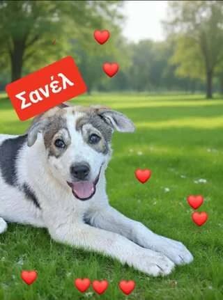 Sanel, 2,5minon (Σανέλ, 2,5μηνών), female puppy Mixed Breed for adoption at Dogs Voice, Athens