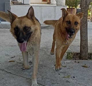 Kloi (Κλόη), female 3yo Mixed Breed for adoption at Dogs Voice, Athens