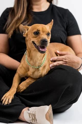 Lilly, female young Mixed Breed for adoption at Dogs Voice, Athens