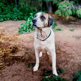 Von - the dog (Βον - the dog), male 7yo Mixed Breed for adoption at Dogs Voice, Athens