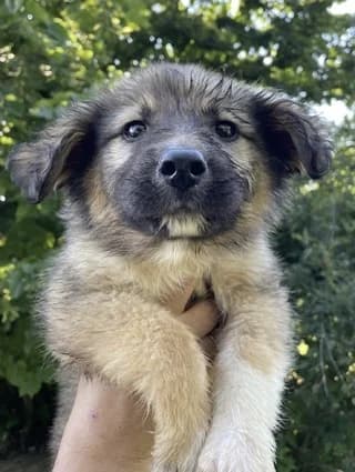 Lee, male puppy Mixed Breed for adoption at Dogs Voice, Athens