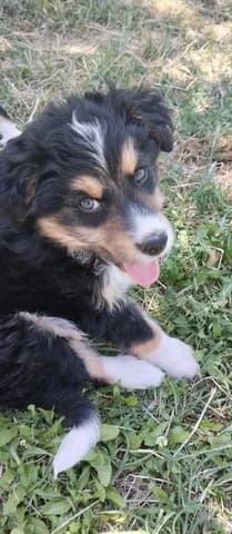 Flafy (Φλάφυ), male puppy Mixed Breed for adoption at Dogs Voice, Athens