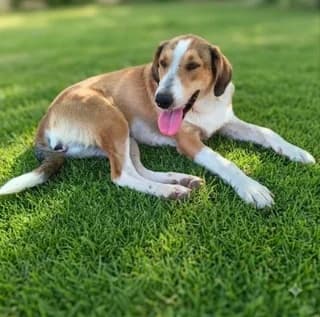 Zizoy (Ζιζού), female puppy Mixed Breed for adoption at Dogs Voice, Athens