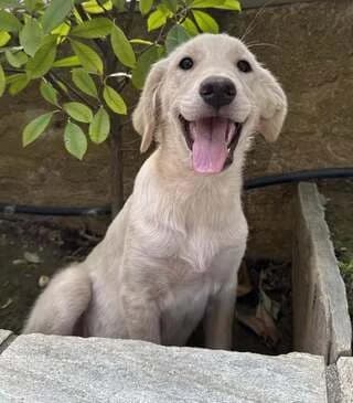VANILIA (ΒΑΝΙΛΙΑ), female puppy Mixed Breed for adoption at Dogs Voice, Athens