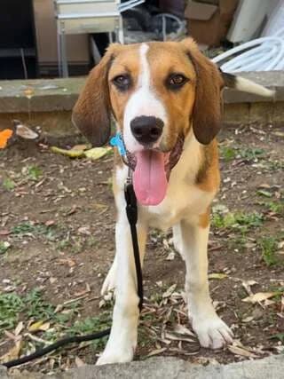 ChARIS (ΧΑΡΗΣ), male puppy Mixed Breed for adoption at Dogs Voice, Athens