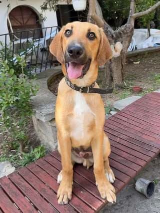 KAFES (ΚΑΦΕΣ), male puppy Mixed Breed for adoption at Dogs Voice, Athens