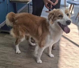 Cooper, male young Mixed Breed for adoption at Dogs Voice, Athens
