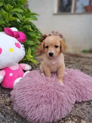Lilly, female puppy Mixed Breed for adoption at Dogs Voice, Athens