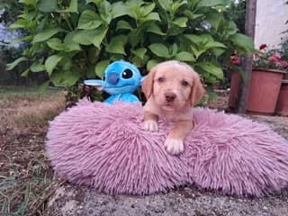 Tommy, male puppy Mixed Breed for adoption at Dogs Voice, Athens