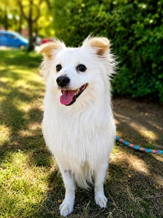 Charlie, male young Mixed Breed for adoption at Dogs Voice, Athens