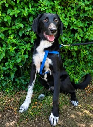 Arthur, male puppy Mixed Breed for adoption at Dogs Voice, Athens