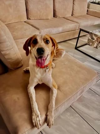 LOYNA (ΛΟΥΝΑ), female young Mixed Breed for adoption at Dogs Voice, Athens