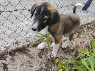 Valeria, female puppy Mixed Breed for adoption at Dogs Voice, Athens