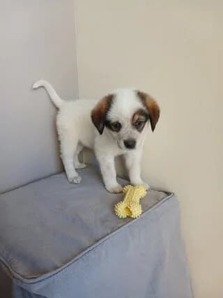 MAΪRA (ΜΑΪΡΑ), female puppy Mixed Breed for adoption at Dogs Voice, Athens
