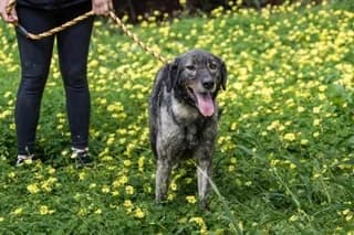 Zina (Ζίνα), female 3yo Mixed Breed for adoption at Dogs Voice, Athens
