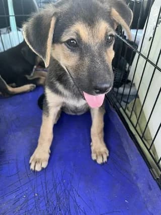 Kora ❤️, female puppy Mixed Breed for adoption at Dogs Voice, Athens