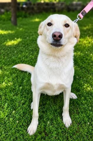 Kira, female young Mixed Breed for adoption at Dogs Voice, Athens