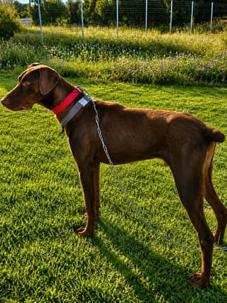 Monty, male young Mixed Breed for adoption at Dogs Voice, Athens