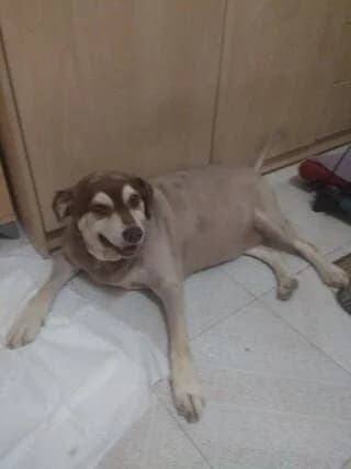 Lida (Λήδα), female 7yo Mixed Breed for adoption at Dogs Voice, Athens