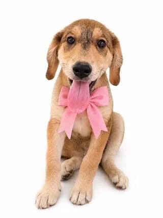 MAX (ΜΑΞ), female puppy Mixed Breed for adoption at Dogs Voice, Athens