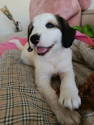 Soyltana (Σουλτάνα), female puppy Mixed Breed for adoption at Dogs Voice, Athens