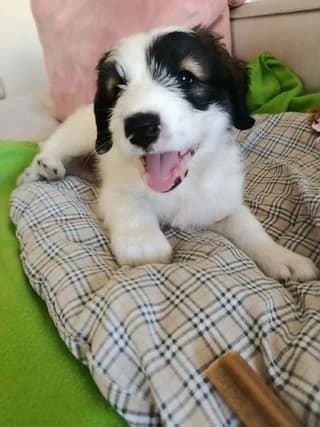 Mproyno (Μπρούνο), male puppy Mixed Breed for adoption at Dogs Voice, Athens