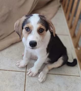 Perseas (Περσεας), male puppy Mixed Breed for adoption at Dogs Voice, Athens